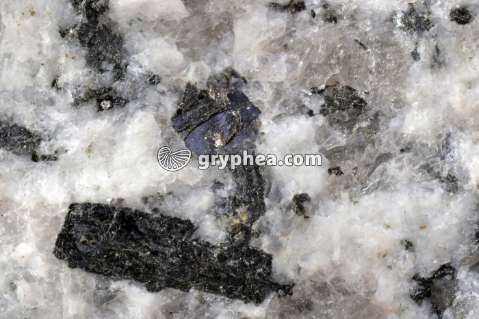 Granite (détail) x3 - gryphea.org